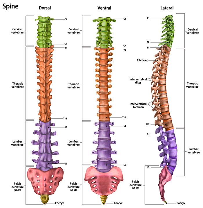 An Overview of Lower Back Pain